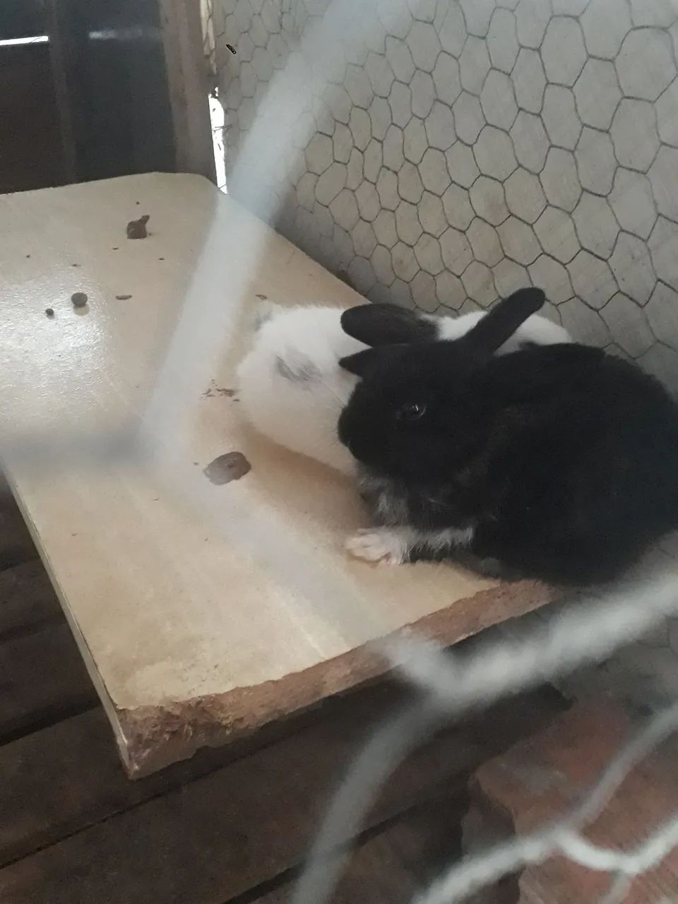 Coelhinhos borboleta pra venda - Foto 3