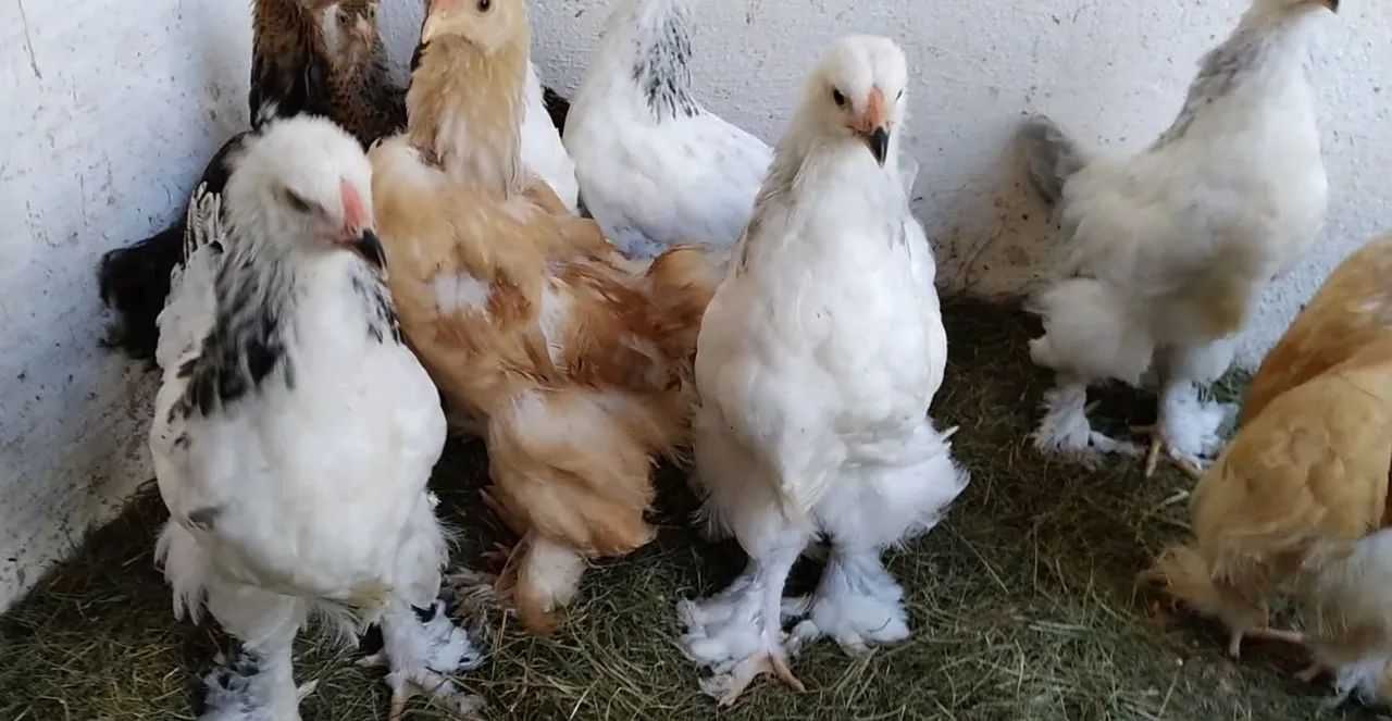 Lote de frangos Brahmas, raça pura - Foto 3