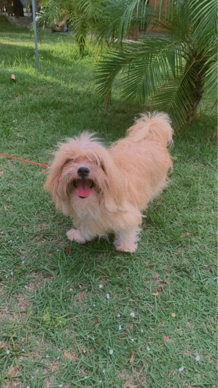 Procuro namorado da raça Lhasa Apso