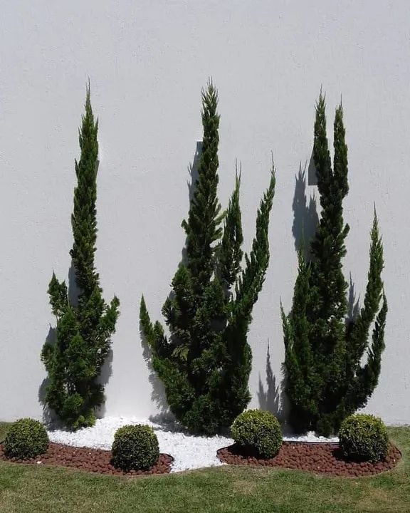 Diego Jardins - Foto 5