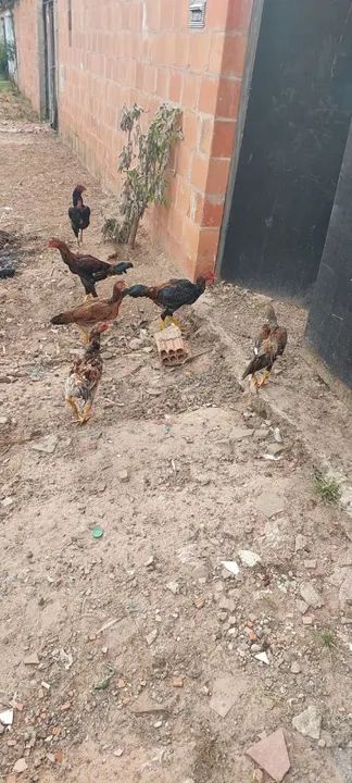 Frangos Caipira - Foto 3