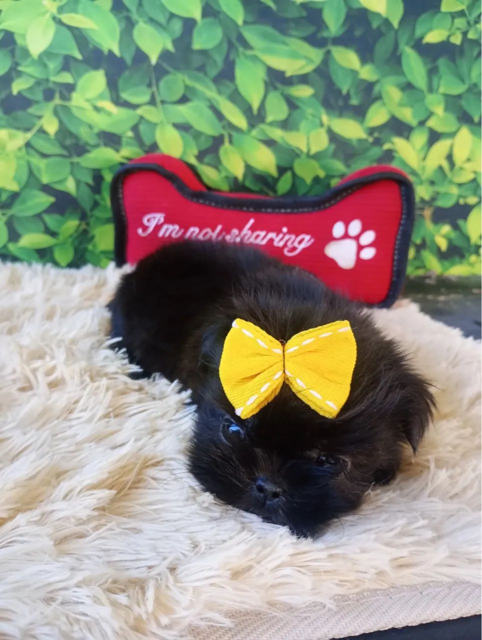 Shih Tzu Fêmea mini - Foto 2