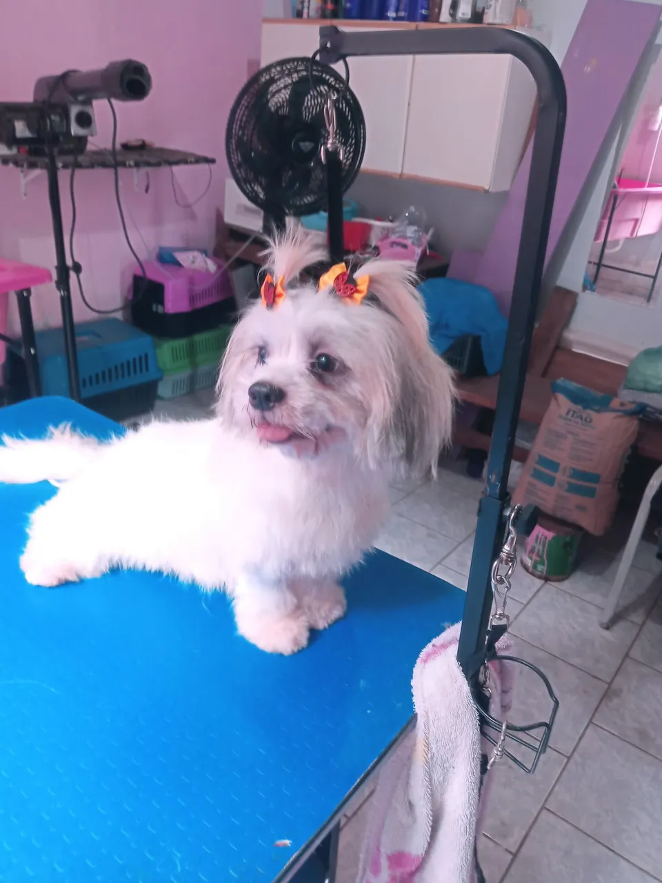 Shih Tzu Charmoso e Bem Cuidado
