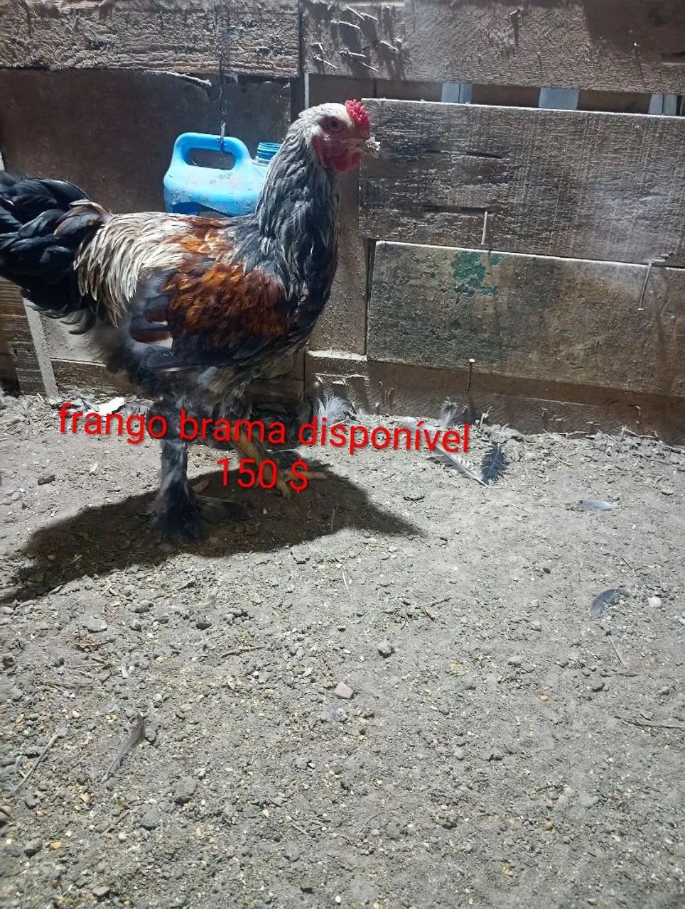 BRAHAMA disponível 64751037001858121