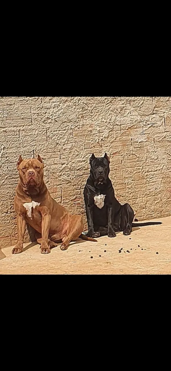 Filhote de Pitbull