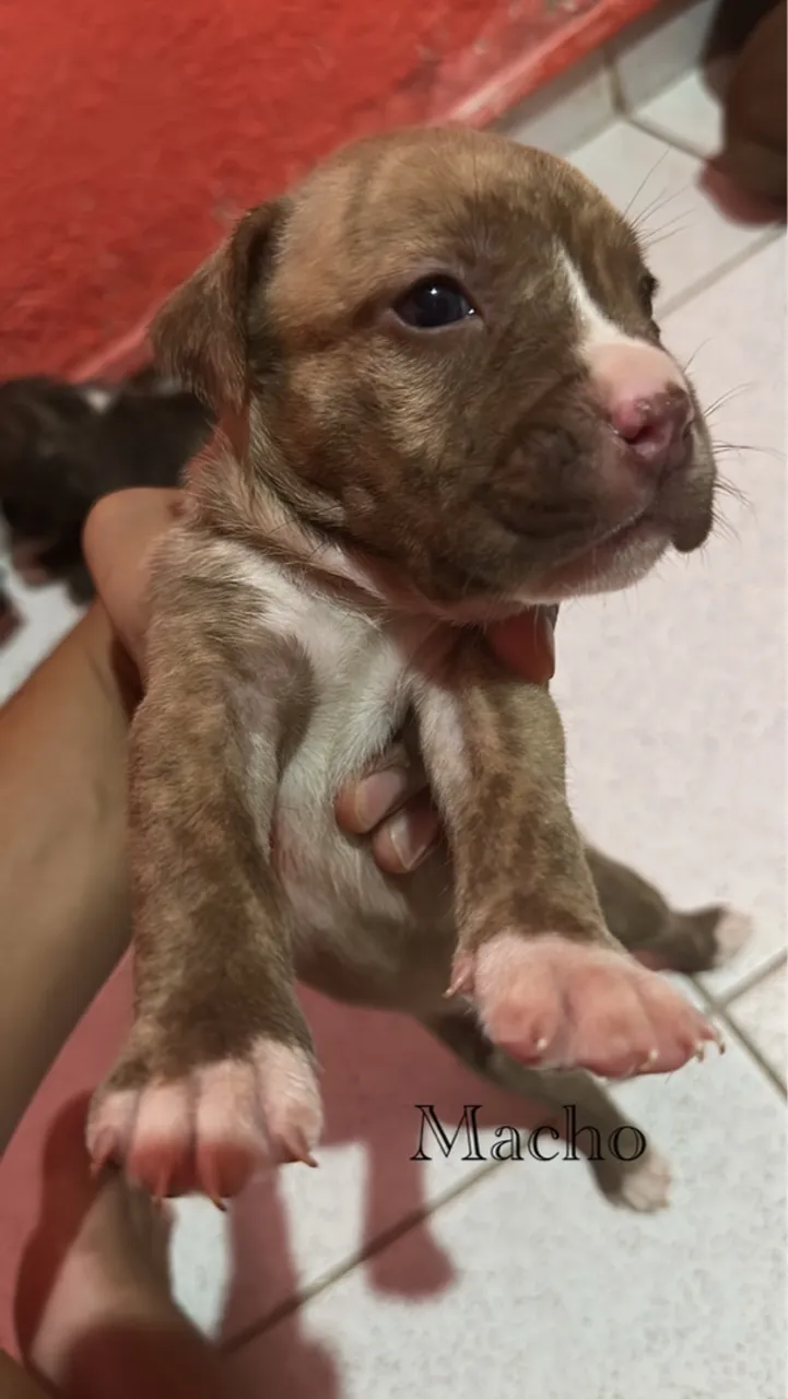Filhote de Pitbull - Disponível