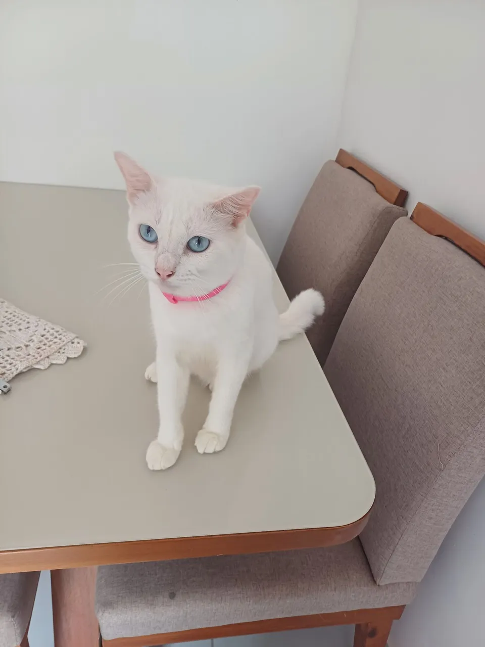 Gata branca de olhos azuis