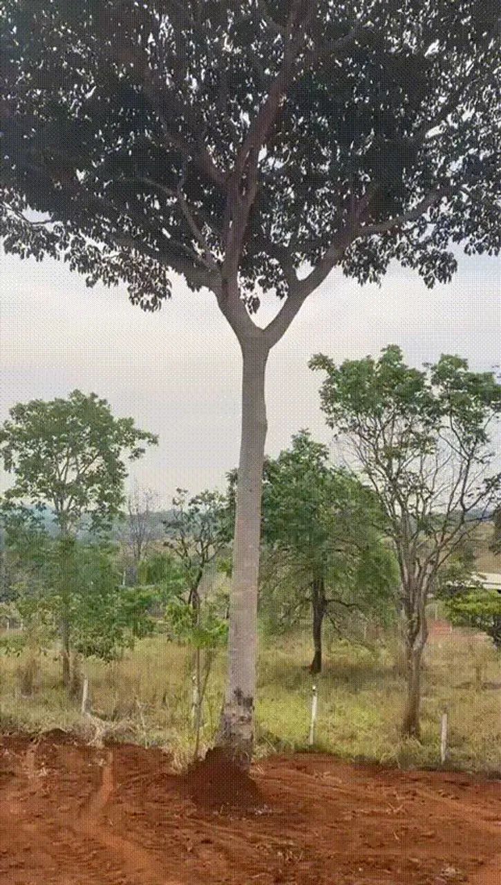 Terreno em área rural com vista espetacular - Foto 6