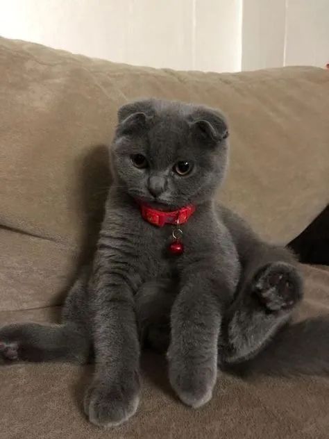 Scottish Fold Filhote na Cor Cinza