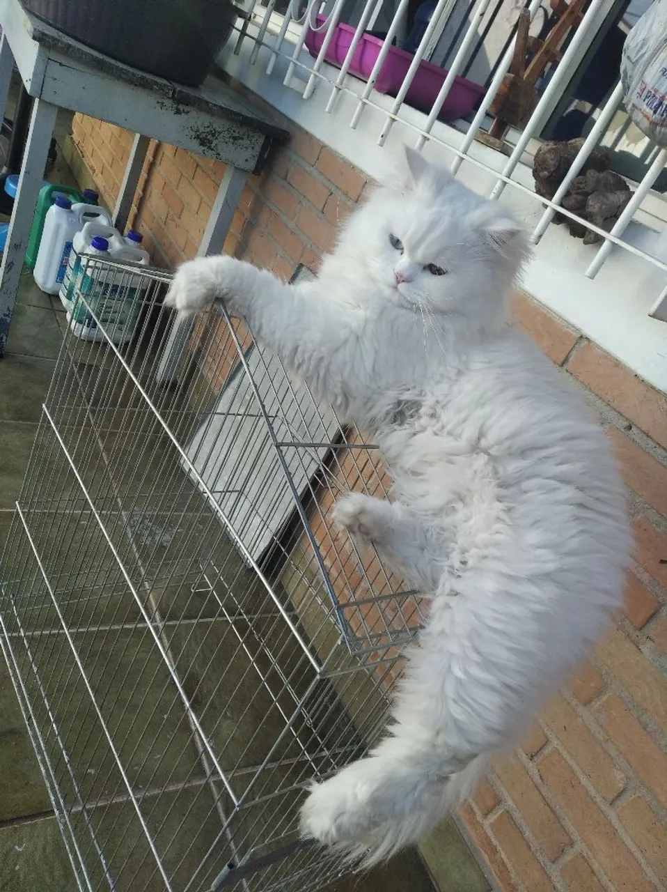 Gato Persa Branco - Pelagem Incrível!