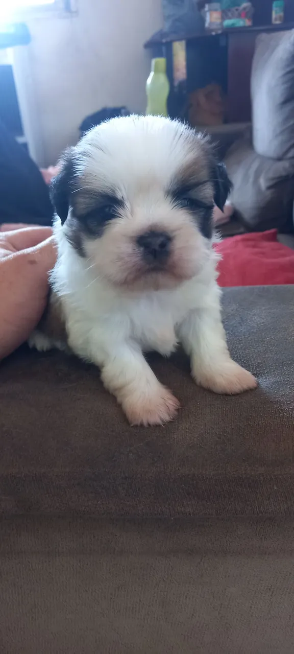 Filhote de Shih Tzu