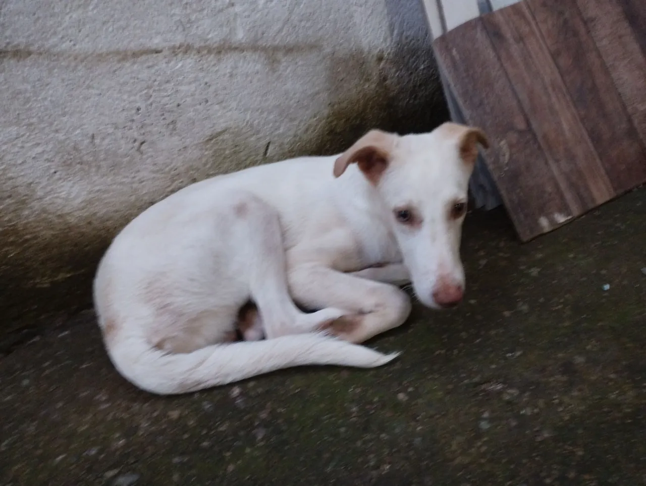 Cachorrinho branco disponível para adoção