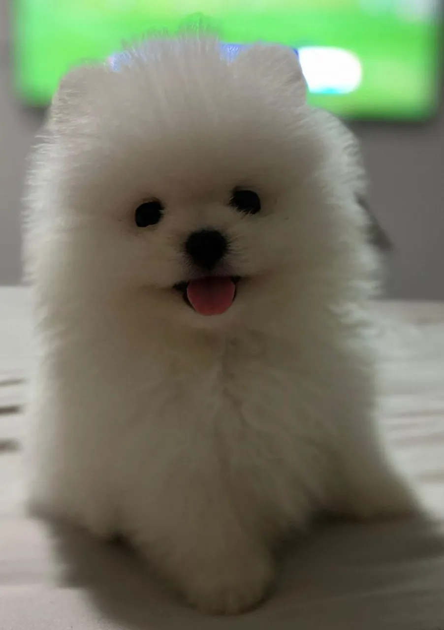 Filhote de Spitz Alemão Branco