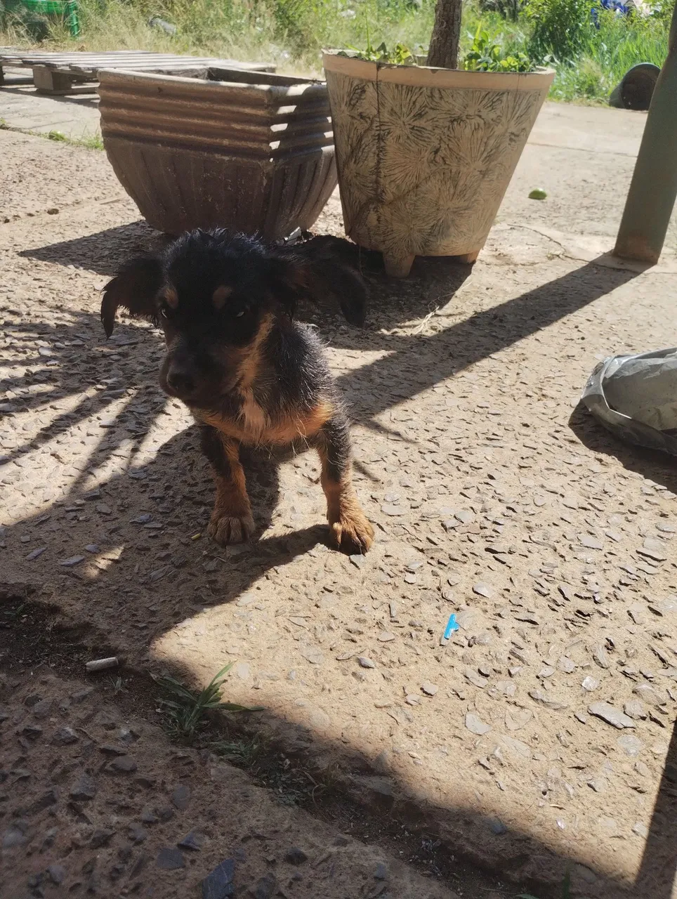 Filhote de cachorro porte pequeno.