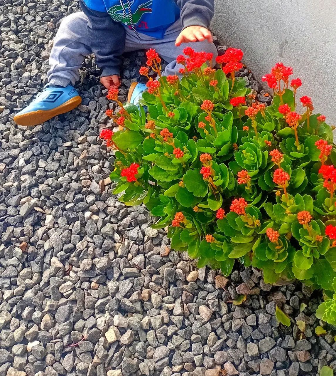 Kalanchoe Vermelha em Vaso Decorativo - Foto 3
