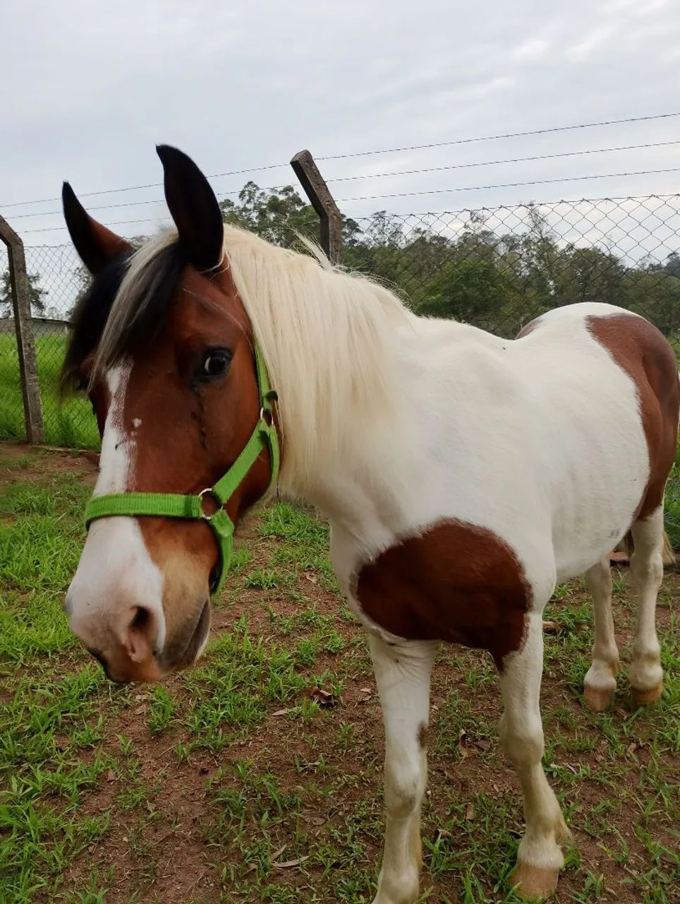 Lindo cavalinho pampa - Foto 5