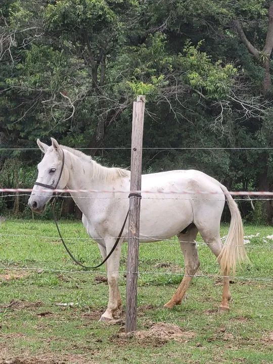 Cavalo tordilho 