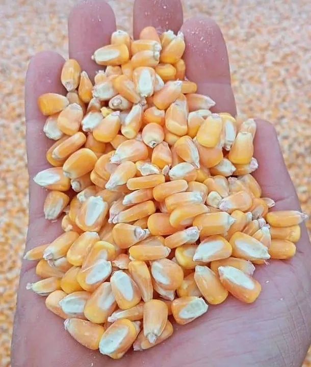 Produtos Agricolas direto da Fazenda ao norte do Mato Grosso (Milho,Farelo,Rações,Soja) - Foto 2