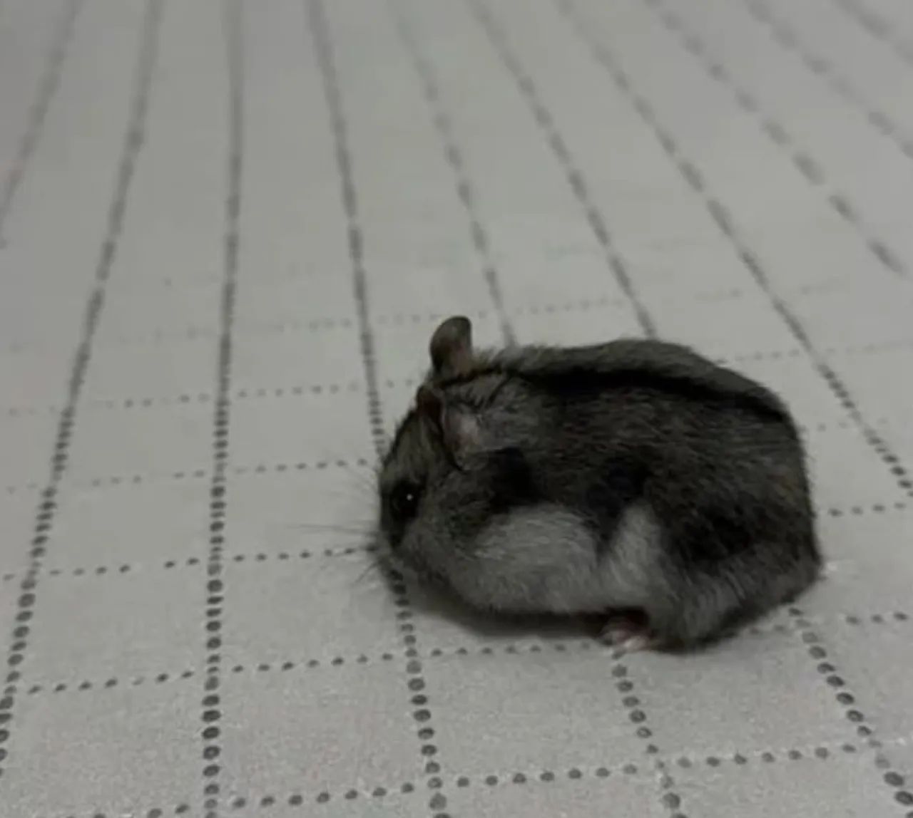 Hamster Anão Russo