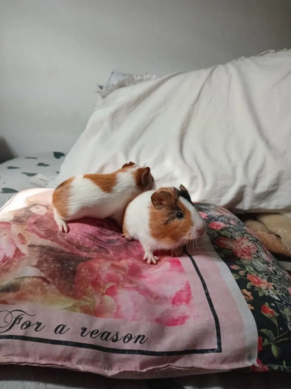 Vendo filhotes de porquinho da índia  - Foto 2