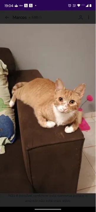 Doação de duas gatinhas urgente - Foto 4