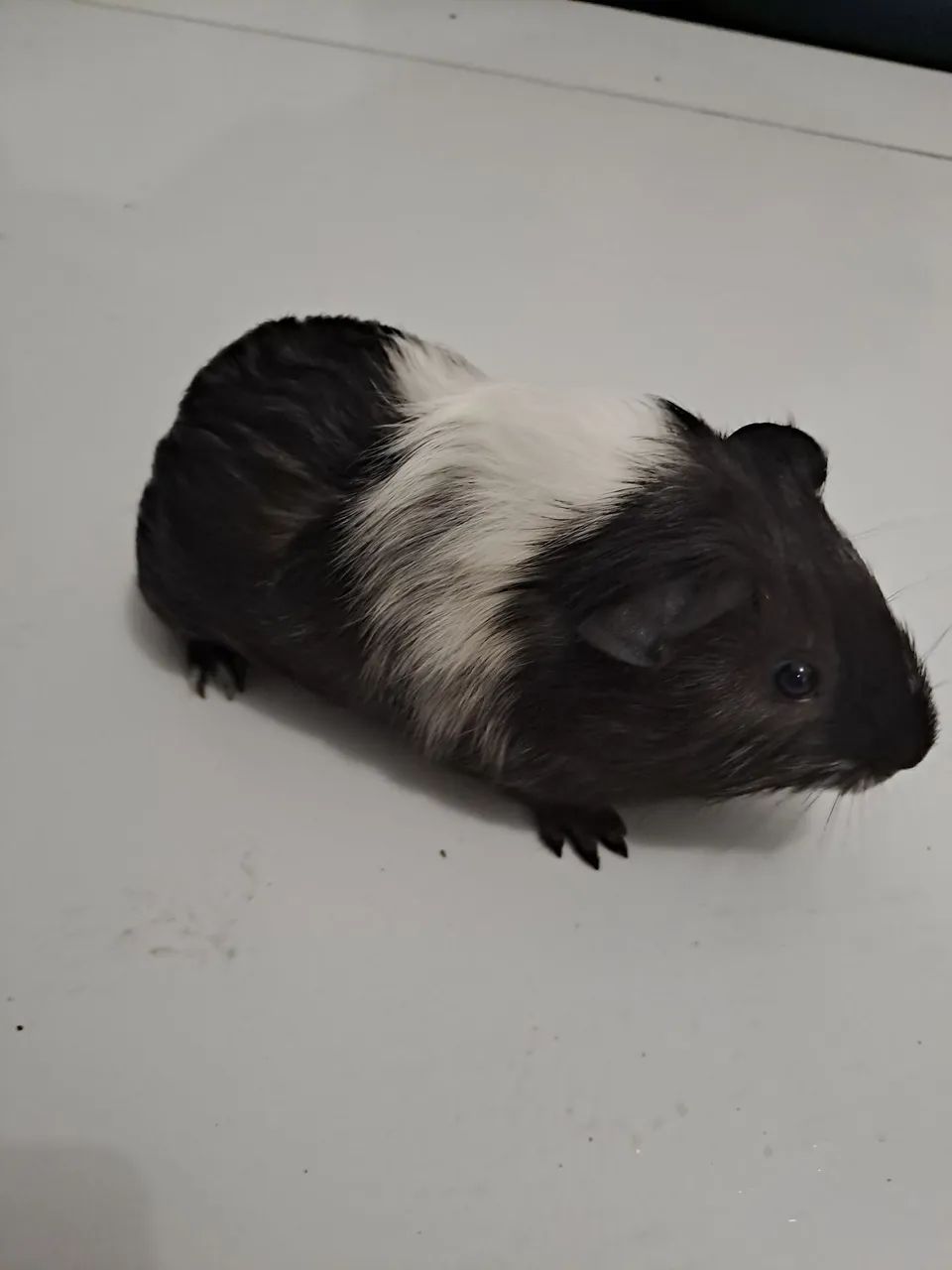 Porquinhos da Índia  - Foto 2