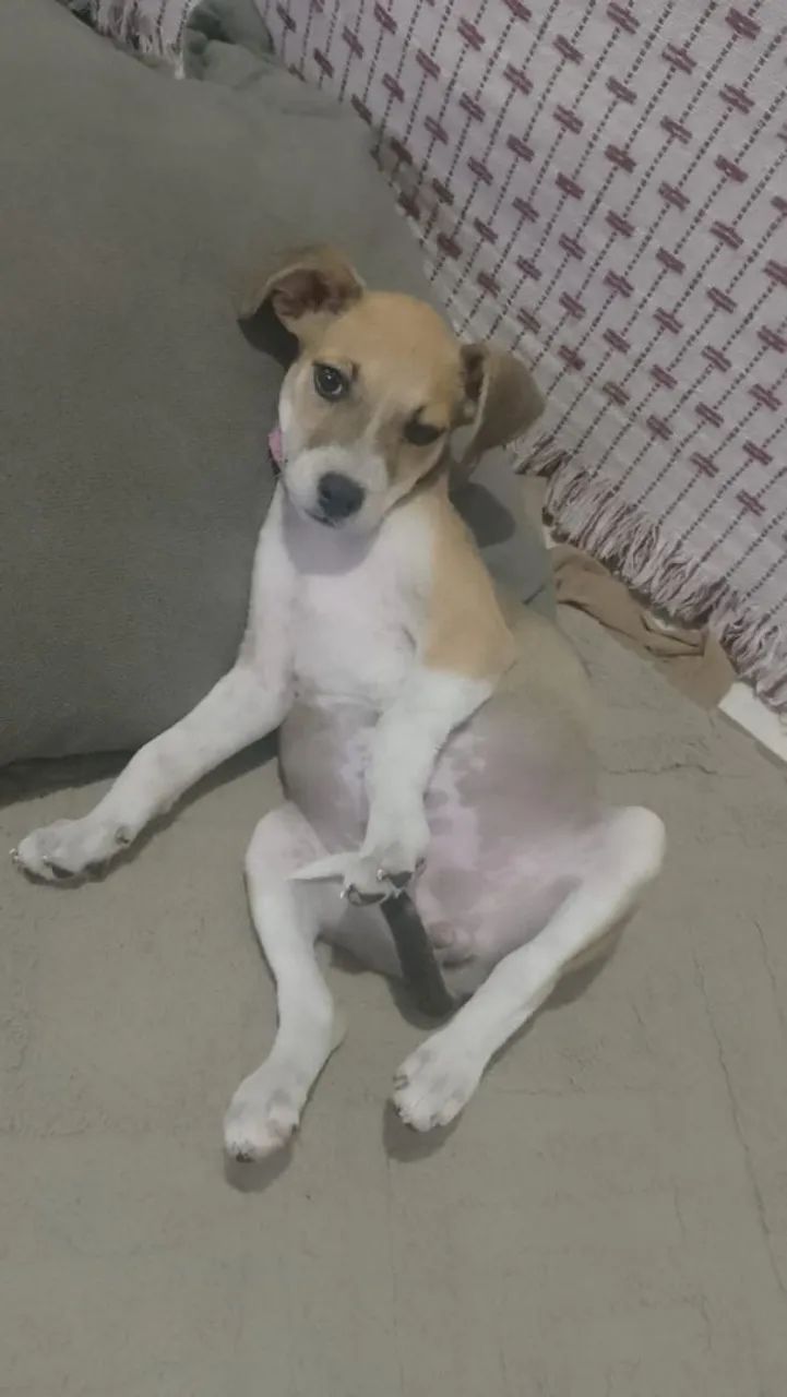 Filhote de cachorro - Foto 2