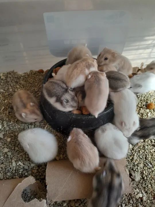 Hamster anão russo - femeas