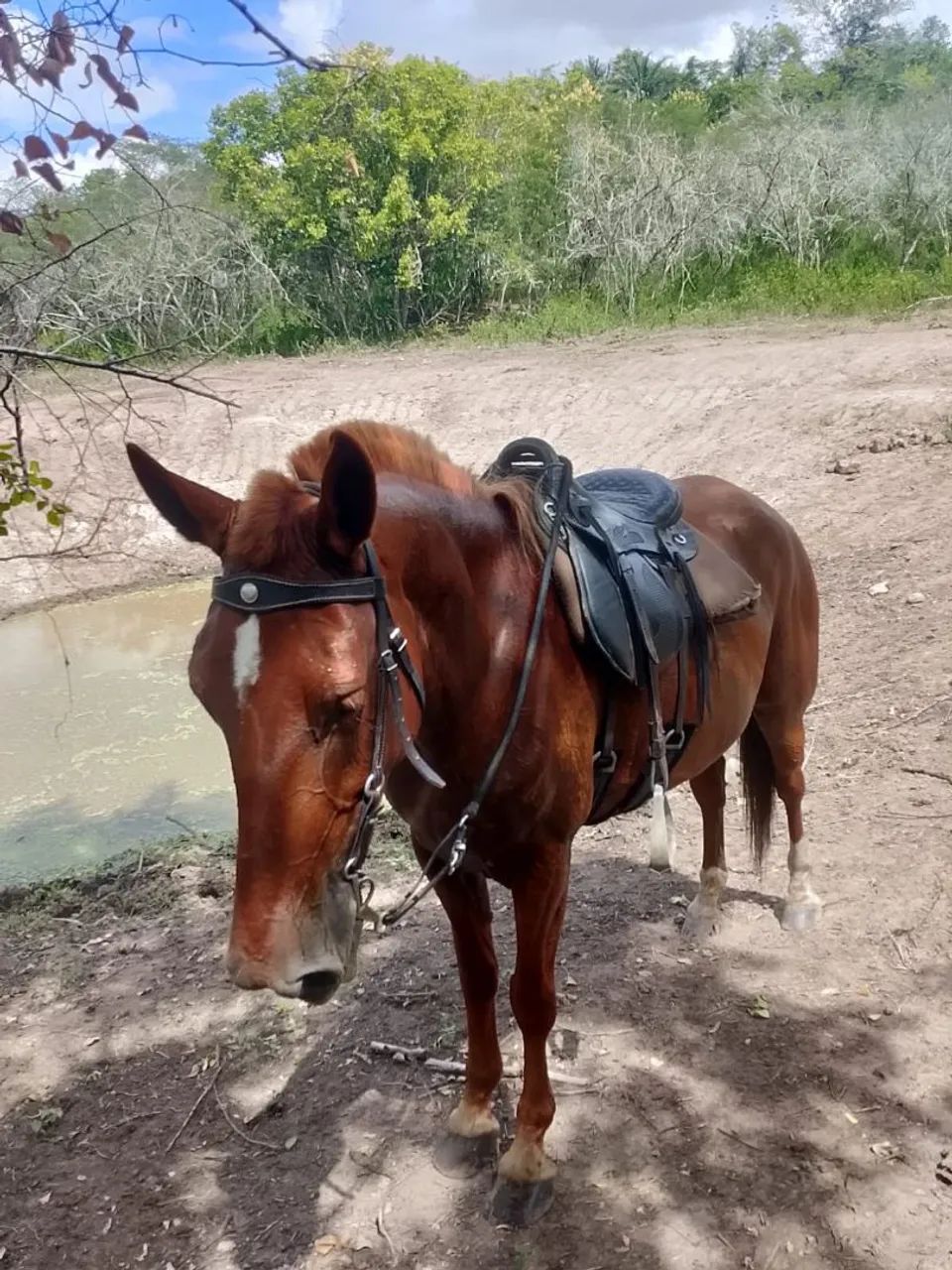 Égua de picado 