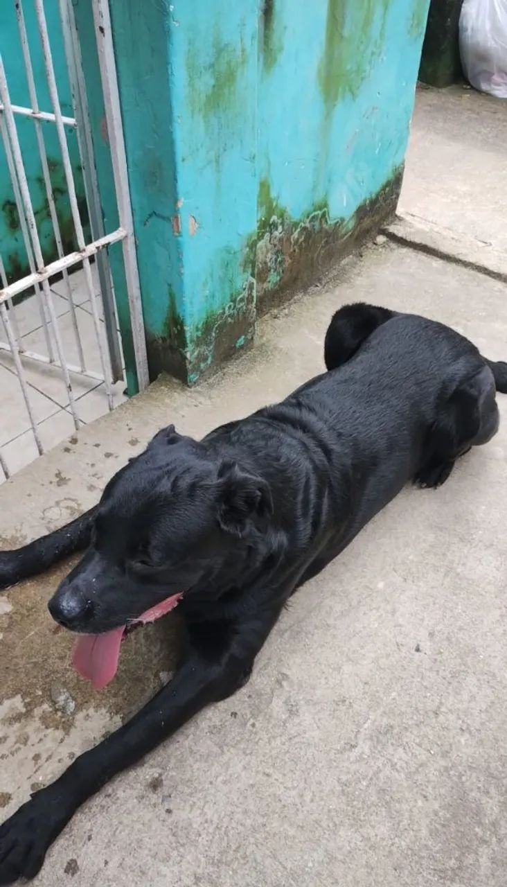 LABRADOR - Foto 3