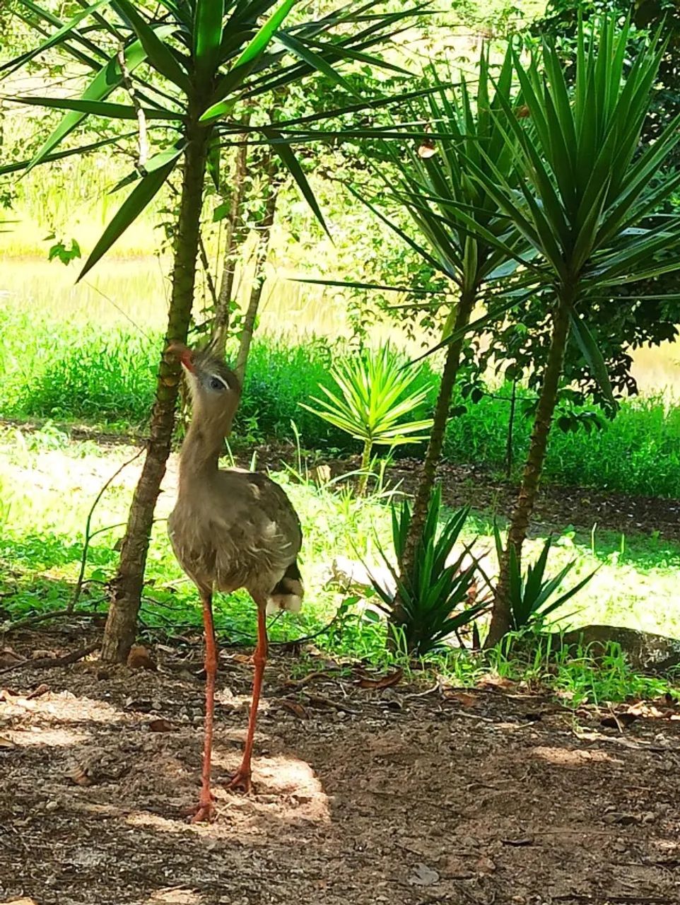 Foto - Goianá - 