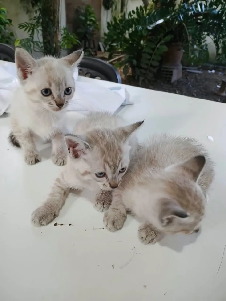 Gatinhas pra adoção responsável 
