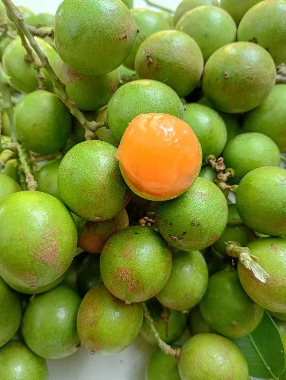 Pitombas docinhas - Foto 4