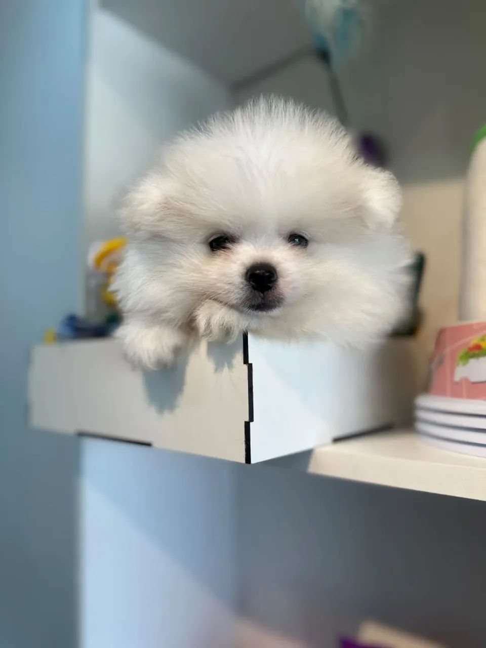 Lindo spitz macho  - Foto 2