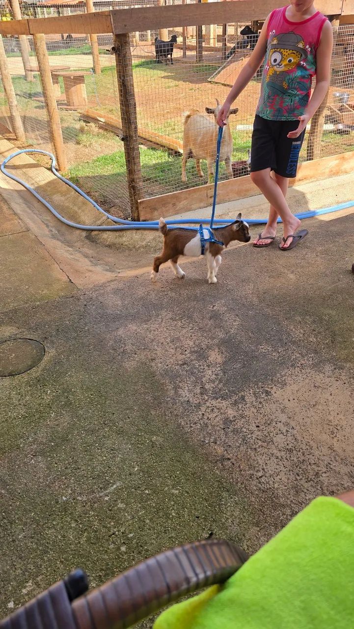 Mini bode / mini cabra