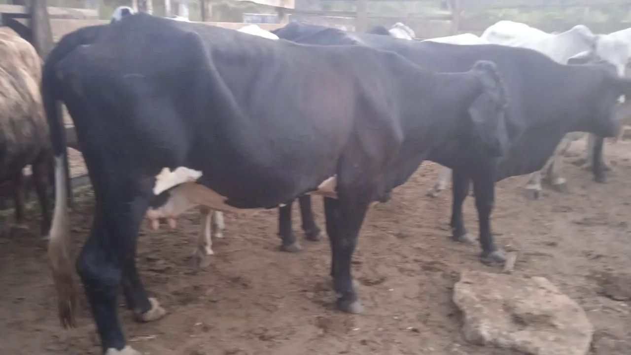 Vendo vaca girlonda jersoladia  8000 cada vaca  - Foto 4