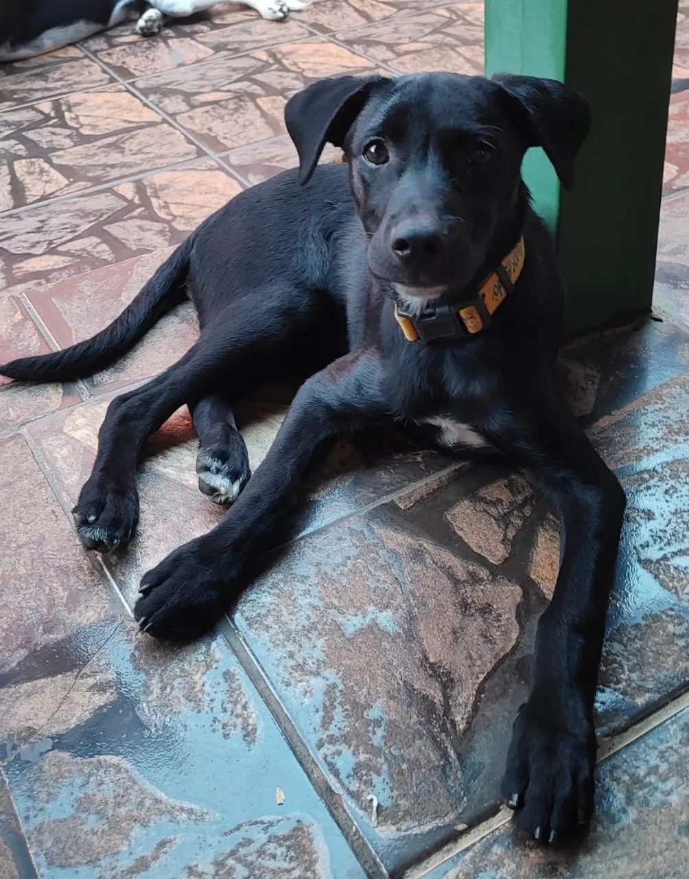 Cachorro para adoção  - Foto 2