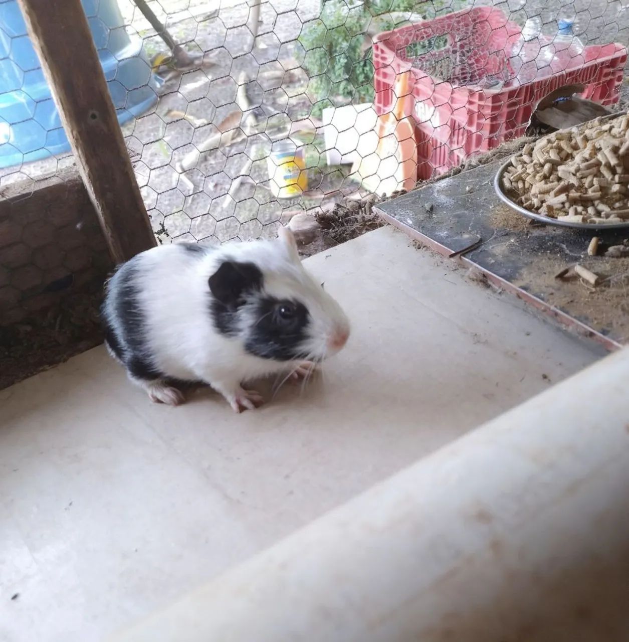 Porquinho da índia macho 