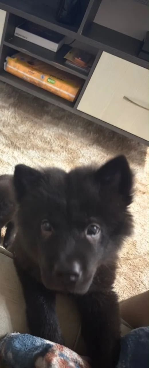 Chow Chow 