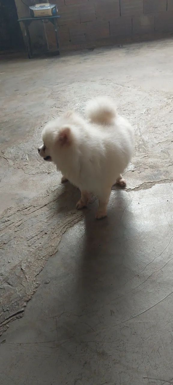 Lulu  - Foto 2