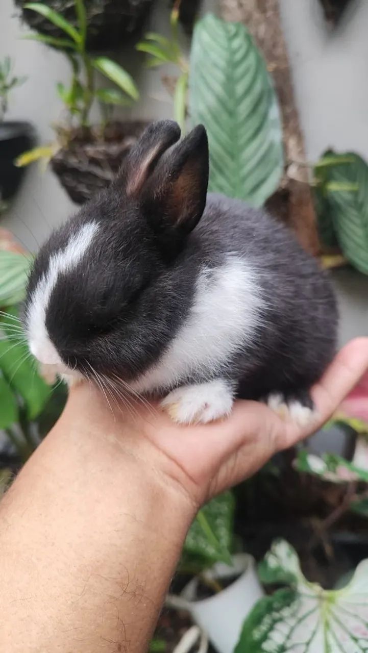 Coelho Anão filhotes e adultos Mini dwarf Netherlands. Mais de 20 cores para escolha! - Foto 5