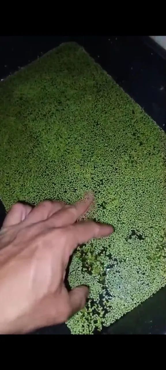 Planta aquática  - Foto 2