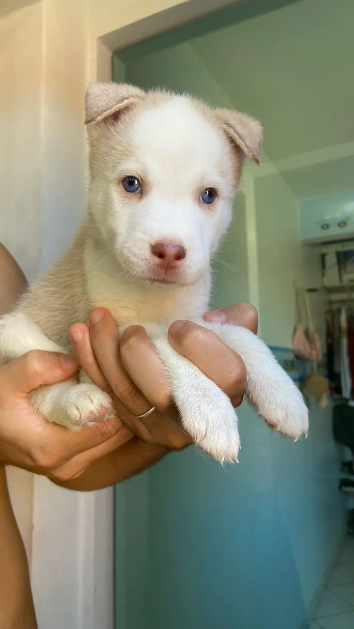 Filhote de Husky (Macho)