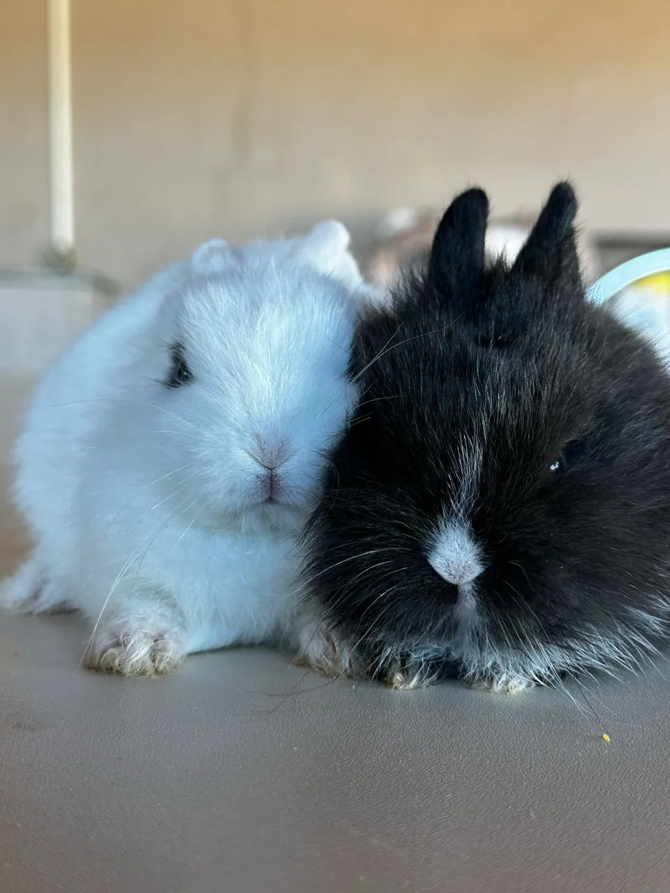 Coelho Mini Netherland Dwarf - Foto 3