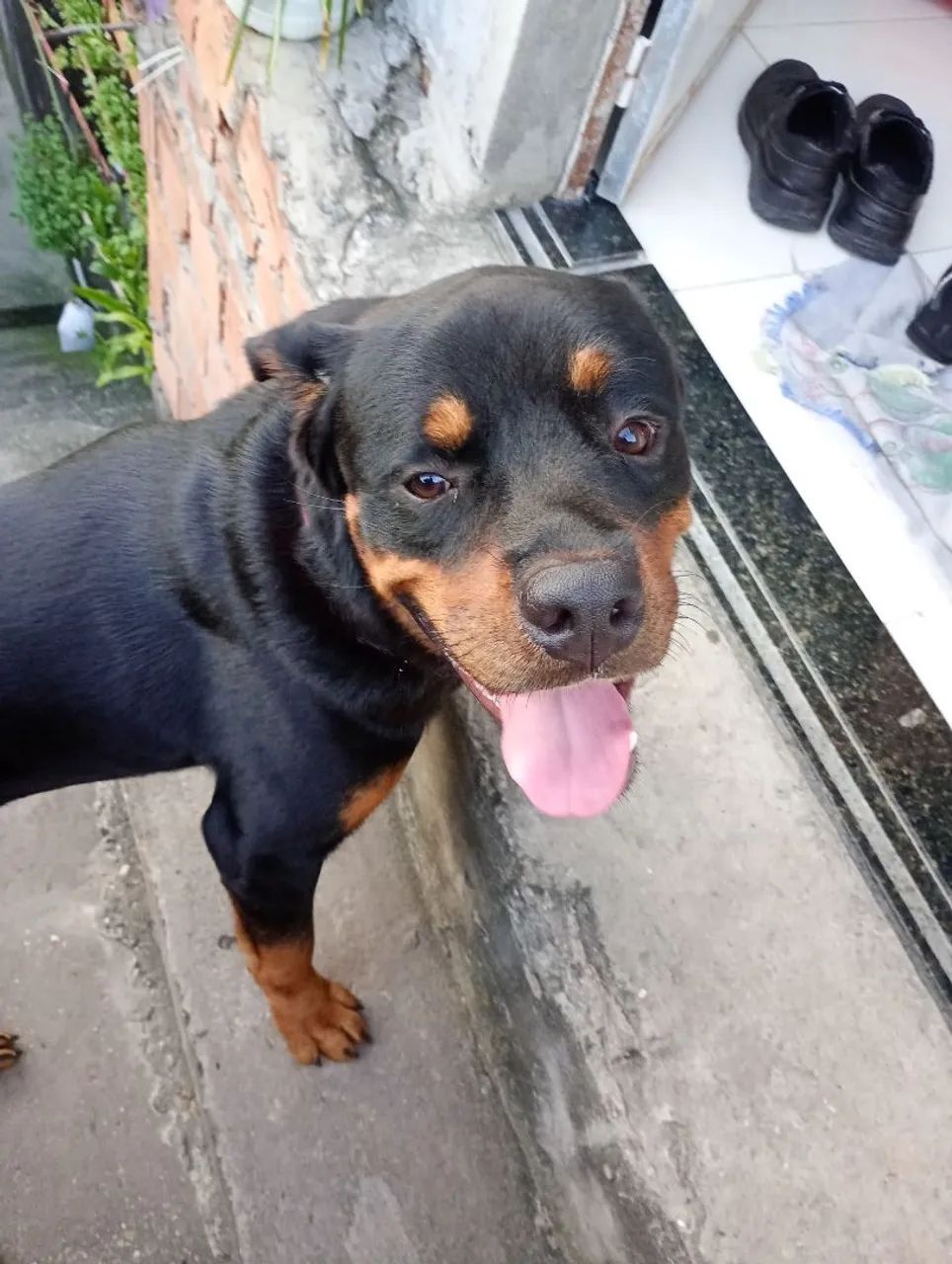 Cachorro  - Foto 3