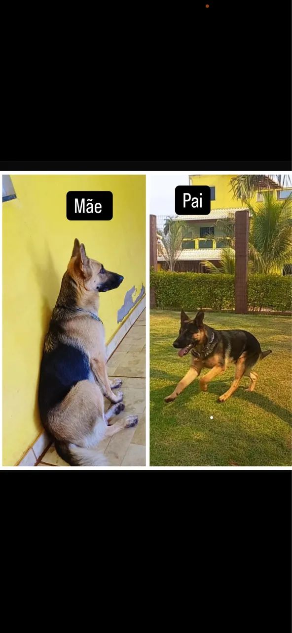Cachorro pastor alem ão  - Foto 2