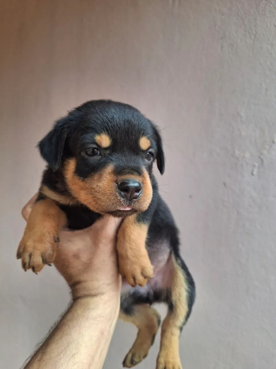 Filhotes de rottweiler 