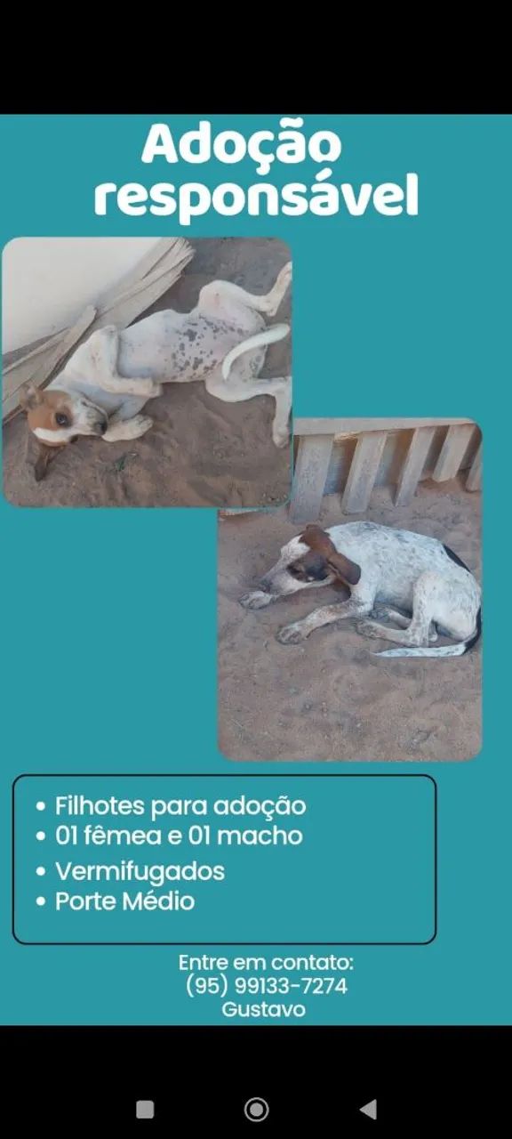 Doação de cachorrinhos 
