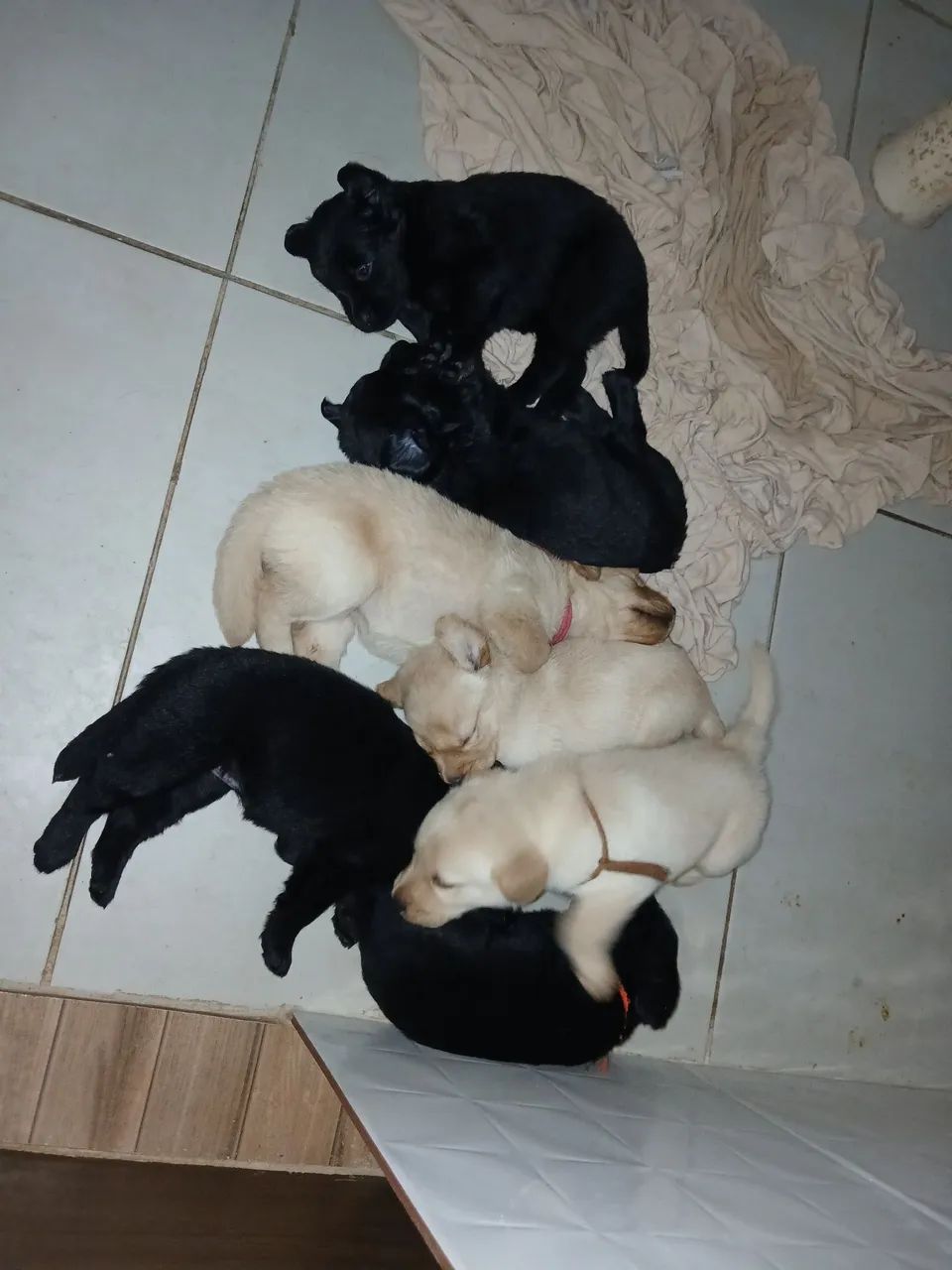 Filhotes de Labragold  - Foto 4