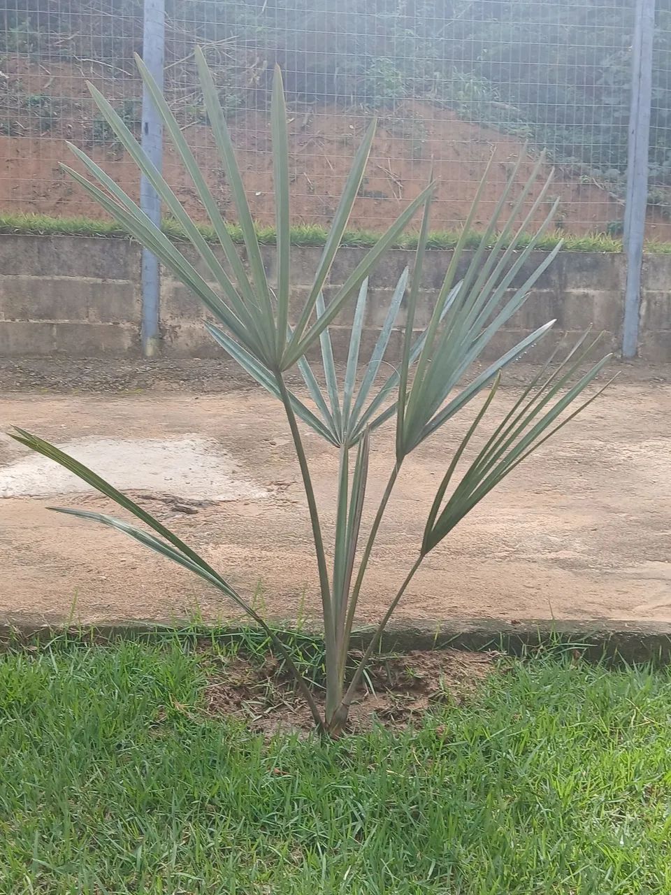 Palmeira Azul prontas pra plantar - Foto 3